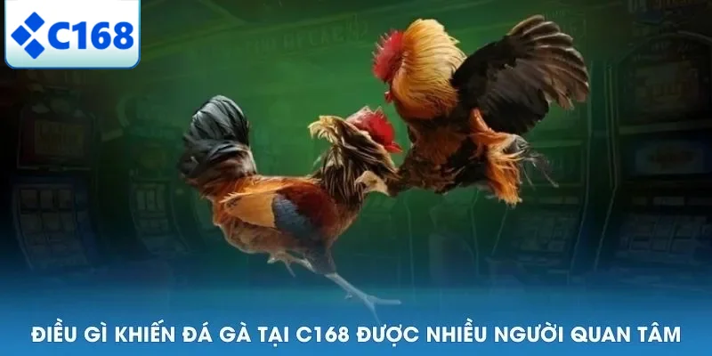 Điều gì khiến đá gà tại C168 được nhiều người quan tâm
